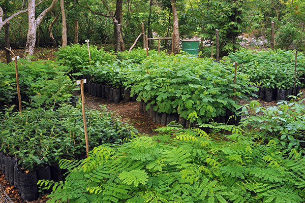 watershed-mosaic-03-nursery
